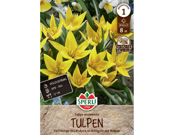 Törpe vadtulipán sárga